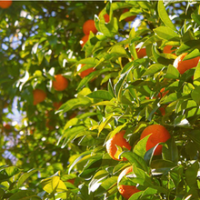 Indlæs billede til gallerivisning Diffuser - Basil & Mandarin