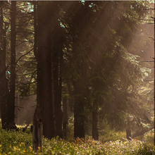 Indlæs billede til gallerivisning Rumspray - Amber & Sandelwood