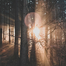 Indlæs billede til gallerivisning Rumspray - Velvet Wood