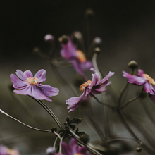 Indlæs billede til gallerivisning Duftlys - Black Orchid &amp; Lily
